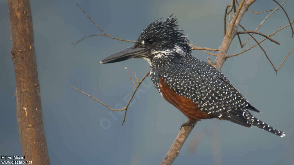 Giant Kingfisher female adult, identification