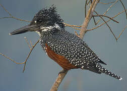 Giant Kingfisher