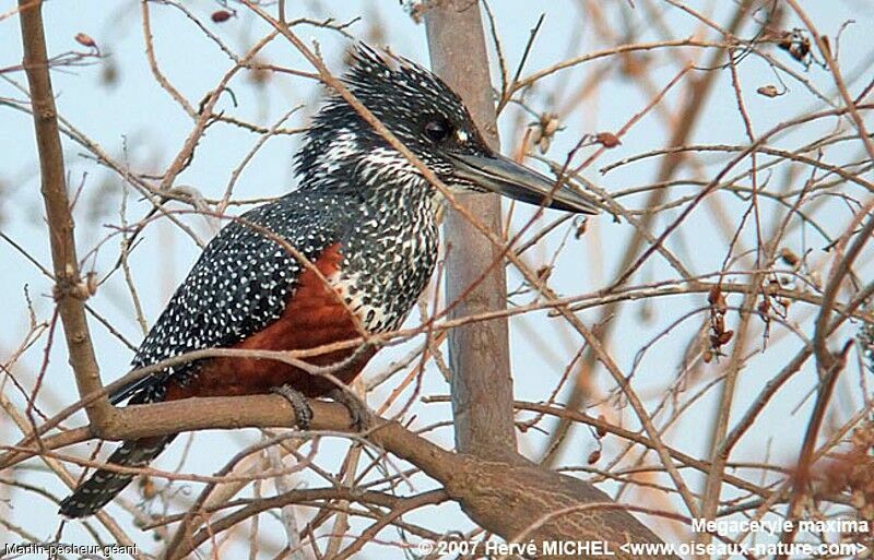 Giant Kingfisher female adult