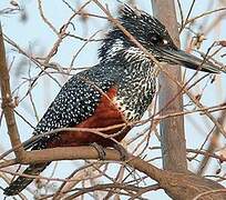 Giant Kingfisher