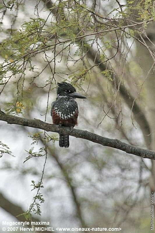 Giant Kingfisher female adult