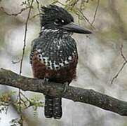 Giant Kingfisher