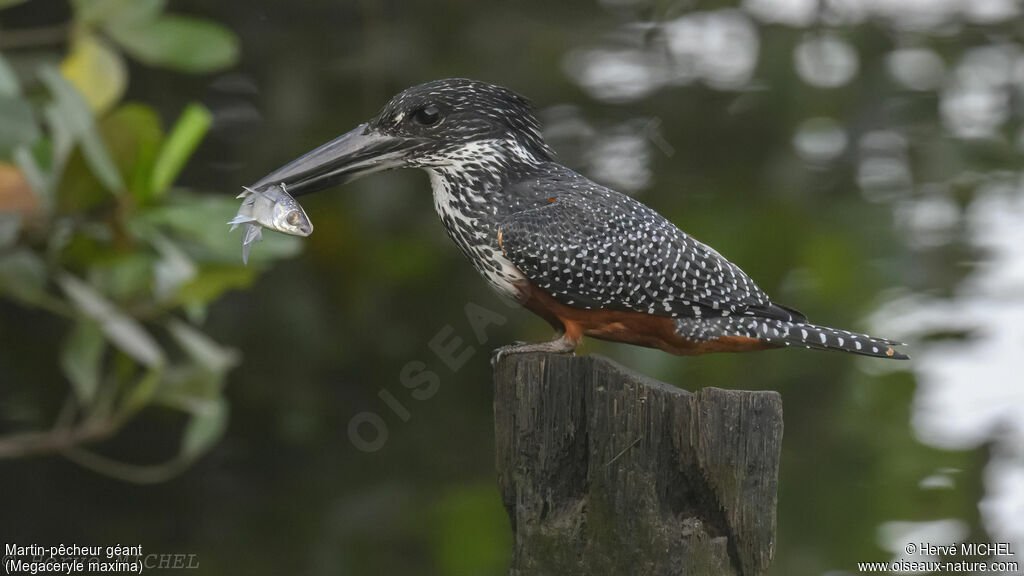 Giant Kingfisher