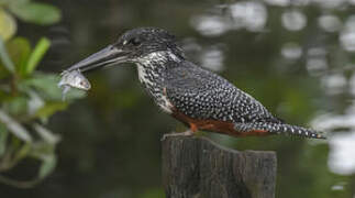 Giant Kingfisher