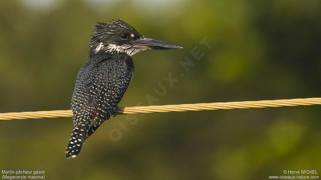 Giant Kingfisher