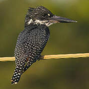 Giant Kingfisher