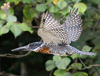 Martin-pêcheur géant