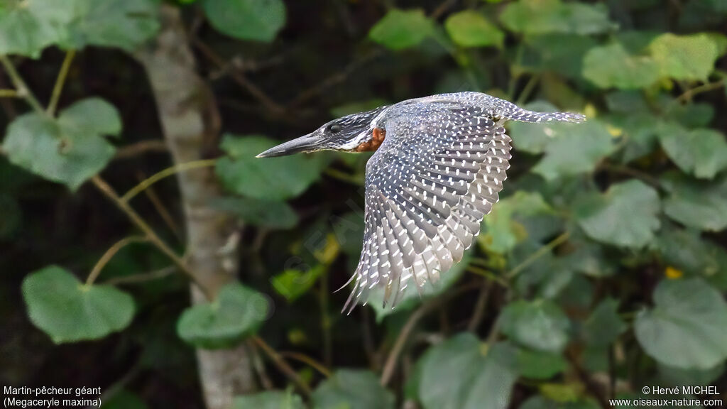 Martin-pêcheur géant