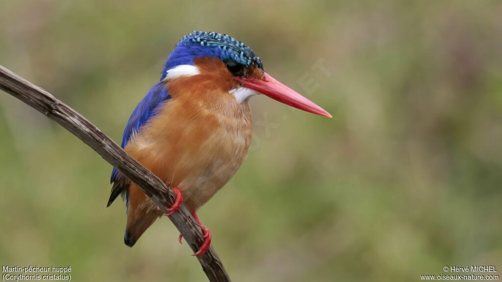 Malachite Kingfisheradult