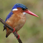 Malachite Kingfisher