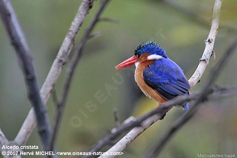 Malachite Kingfisheradult