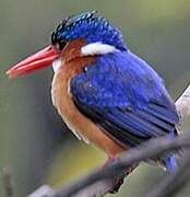 Malachite Kingfisher