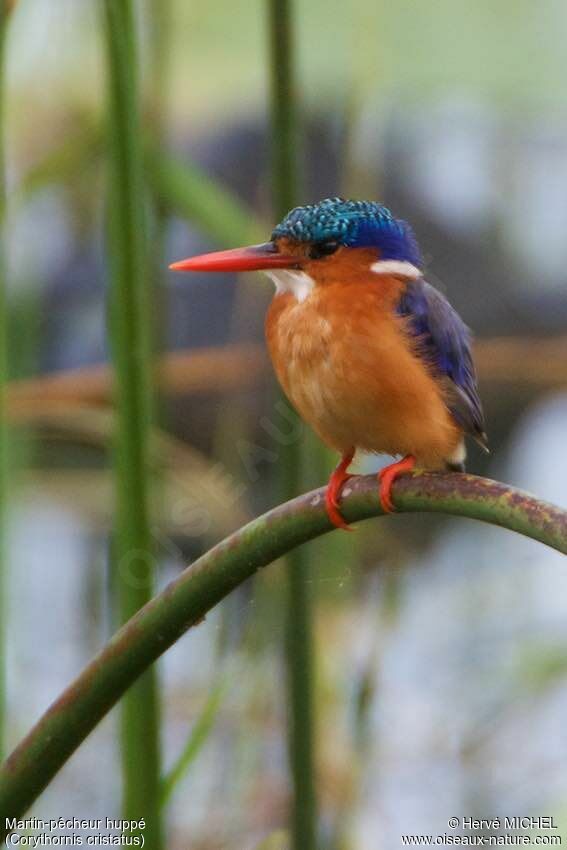 Malachite Kingfisher