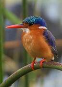 Malachite Kingfisher