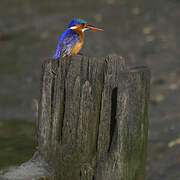 Malachite Kingfisher