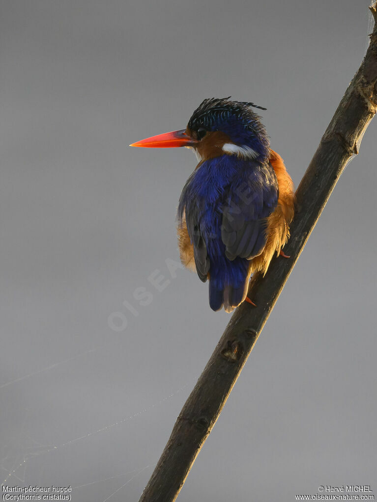 Malachite Kingfisher