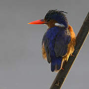 Malachite Kingfisher