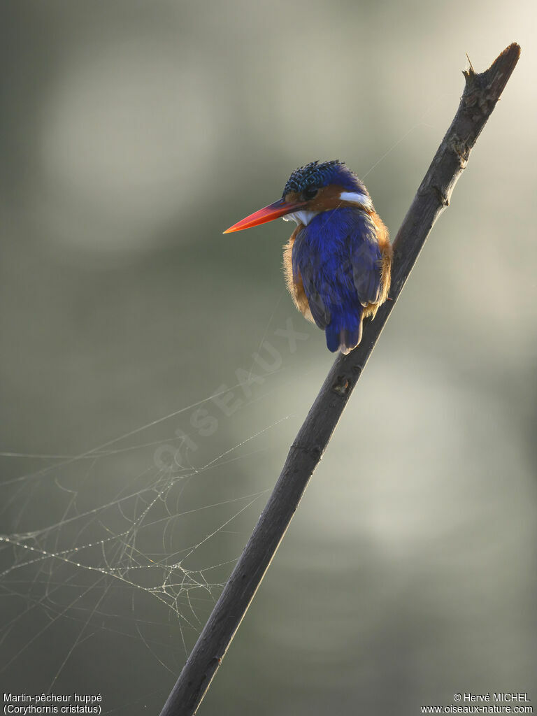 Malachite Kingfisher