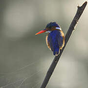 Malachite Kingfisher