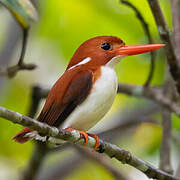 Madagascar Pygmy Kingfisher