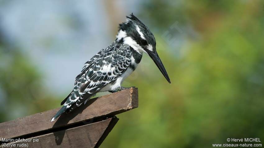 Pied Kingfisher