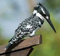 Pied Kingfisher