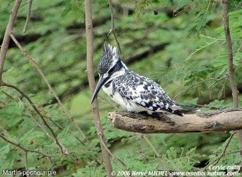 Pied Kingfisher