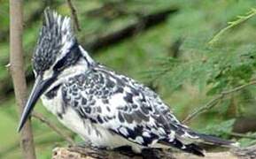 Pied Kingfisher