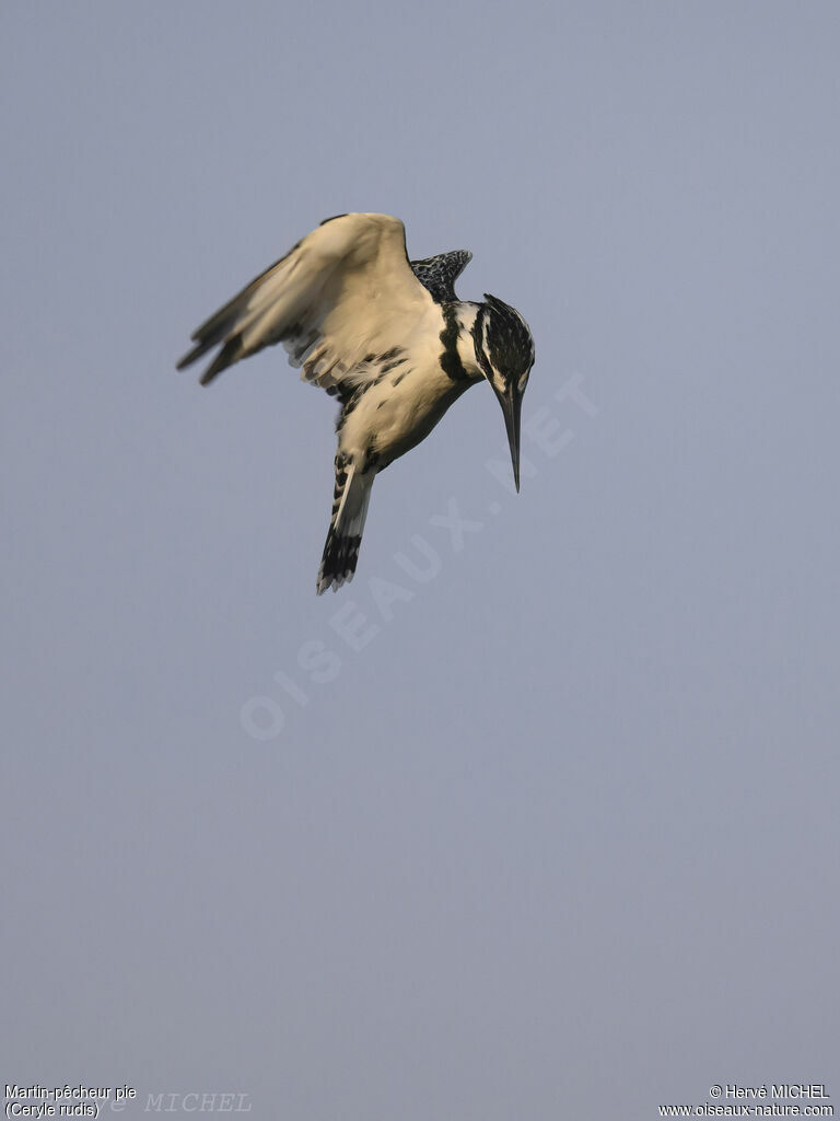 Pied Kingfisher