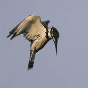 Pied Kingfisher