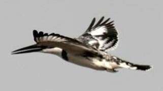 Pied Kingfisher