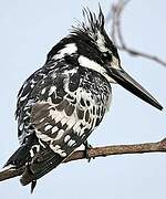 Pied Kingfisher