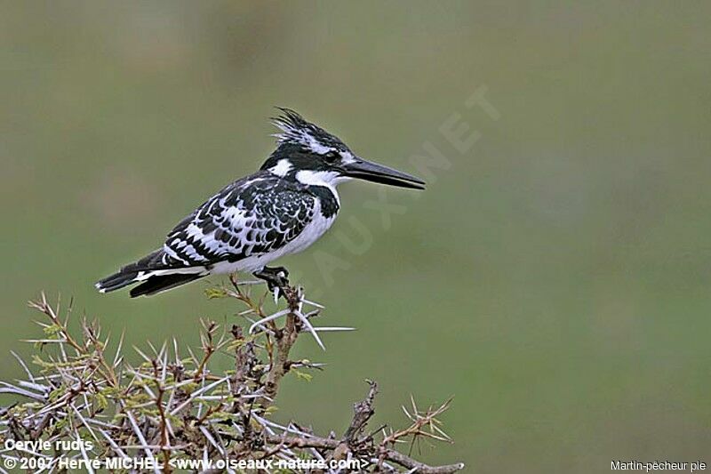 Pied Kingfisher