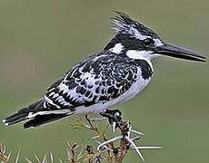 Pied Kingfisher