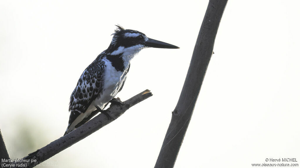 Pied Kingfisher