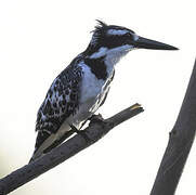 Pied Kingfisher