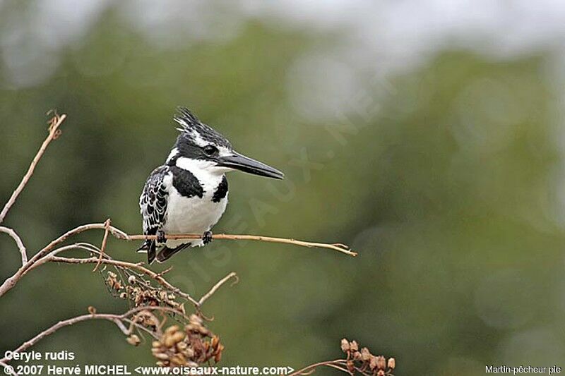 Pied Kingfisher