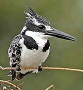 Pied Kingfisher