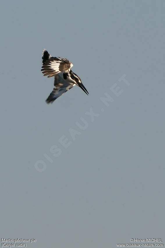 Pied Kingfisher