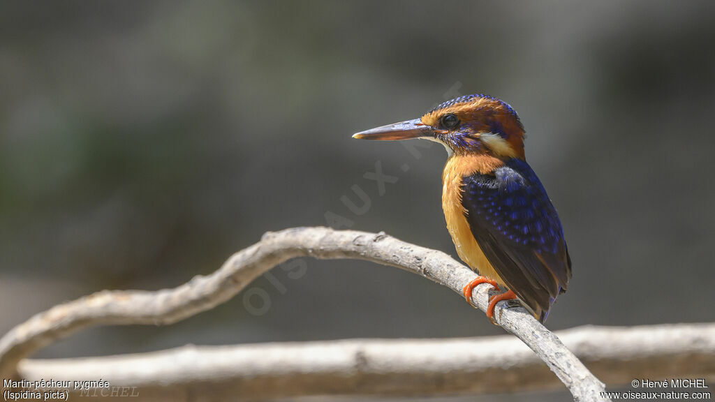 African Pygmy Kingfisher