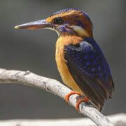 African Pygmy Kingfisher