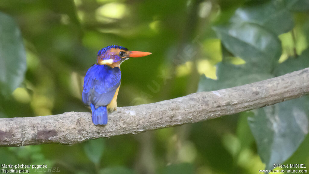 African Pygmy Kingfisher