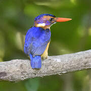 African Pygmy Kingfisher