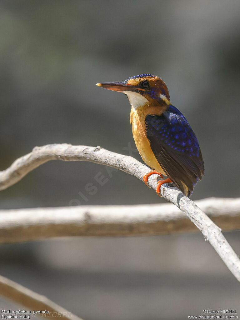 African Pygmy Kingfisher