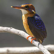 African Pygmy Kingfisher