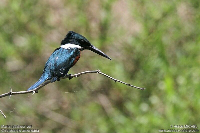 Green Kingfisher male adult, identification