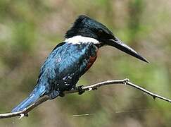 Green Kingfisher