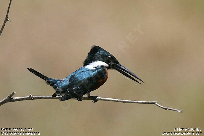 Green Kingfisher male adult, identification