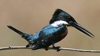 Green Kingfisher