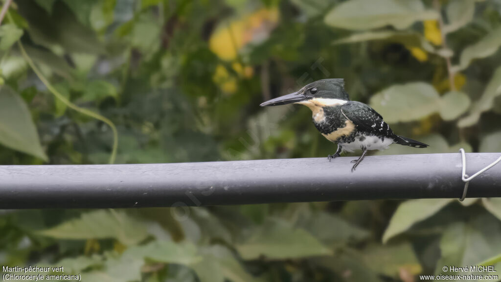 Green Kingfisher female